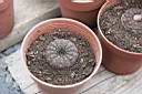 FRAILEA CASTANEA(ASTERIOIDES)_1.jpg